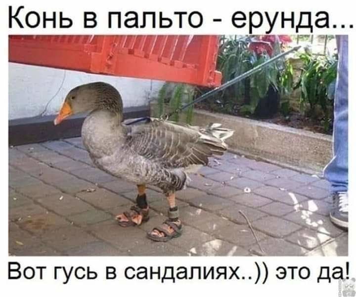 Конь в пальто ерунда Вот гусь в сандалиях это да