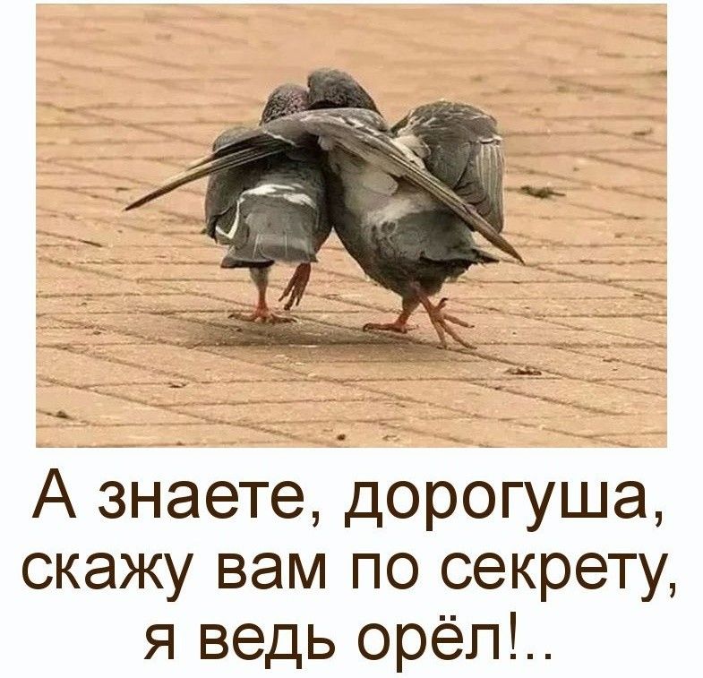 А знаете дорогуша скажу вам по секрету я ведь орёп