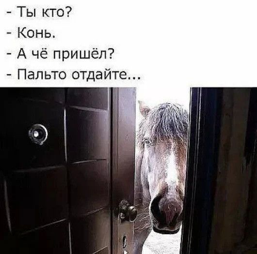 Ты кто Конь А чё пришёл Пальто отдайте