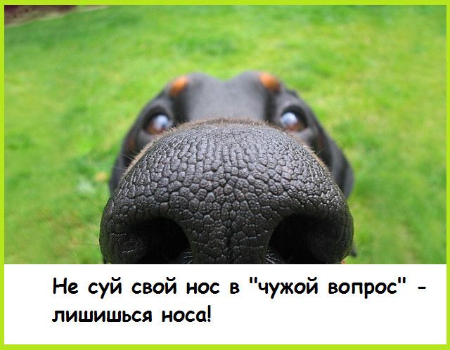 Не суй свой нос в чужой вопрос лишишься носа