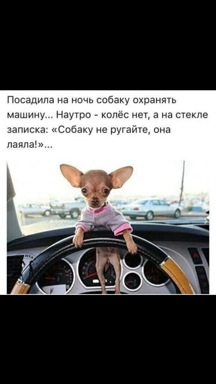 ПОСЭДИЛЭ Нд НОЧЬ СОбЭКУ ОХРЭНЯТЬ МЗШИНУ Наутро КОПёС НЭТ а на СТЕКЛЕ записка Собаку не ругайте она лаяпа