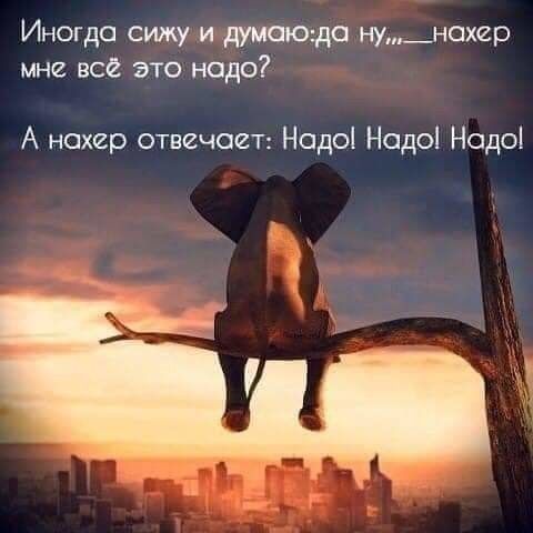 Иногда сижу и думающа нуНехер мне все это надо А нахер отвечает Надо Надо Надо