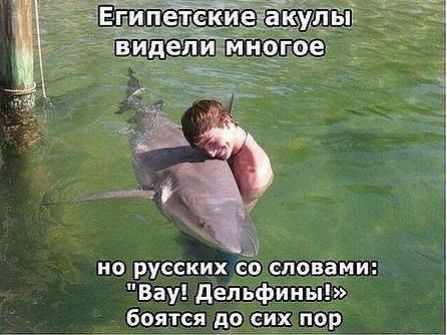 на русских со _спов_ами Вау депьфины