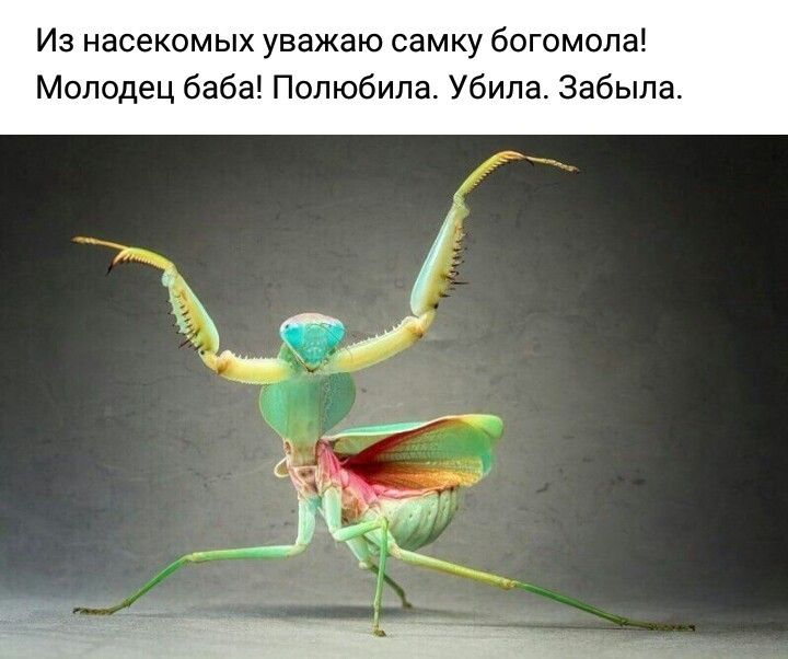 Из насекомых уважаю самку богомола Молодец баба Полюбила Убила Забыла