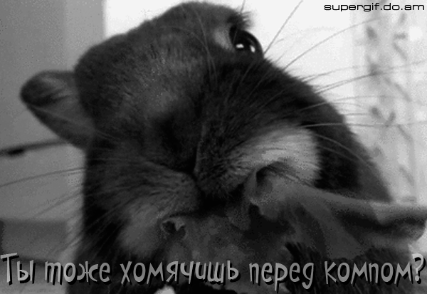 ды тЪже хом_ячишь переу компом