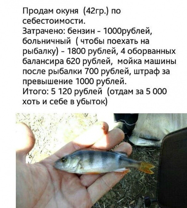 Продам окуня 42гр по себестоимости Затрачено бензин 1000рублей больничный чтобы поехать на рыбалку 1800 рублей 4 оборванных балансира 620 рублей мойка машины после рыбалки 700 рублей штраф за превышение 1000 рублей Итого 5 120 рублей отдам за 5 000 хоть и себе в убыток