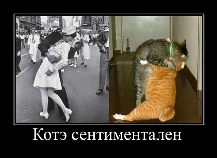Котэ сентиментален