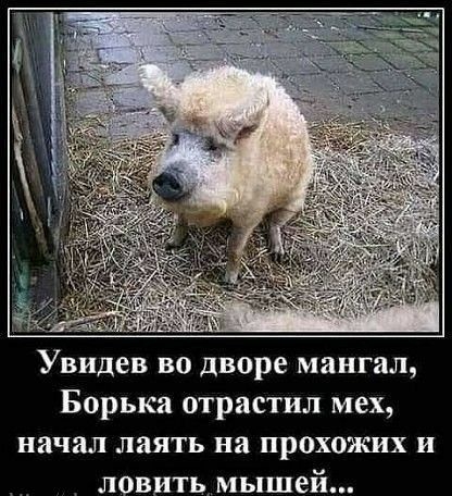 Увидев во дворе мангал Борька отрастил мех начал лаять на прохожих и