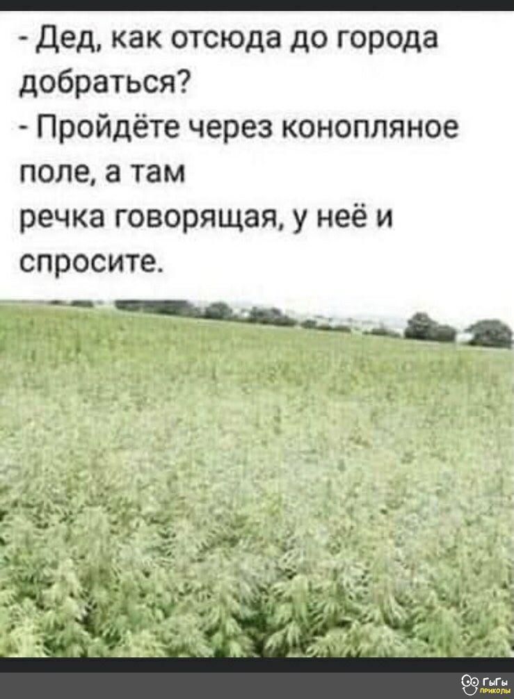 как отсюда до города дед добраться Пройдёте через конопляное поле 8 там речка говорящая у неё и спросите ь