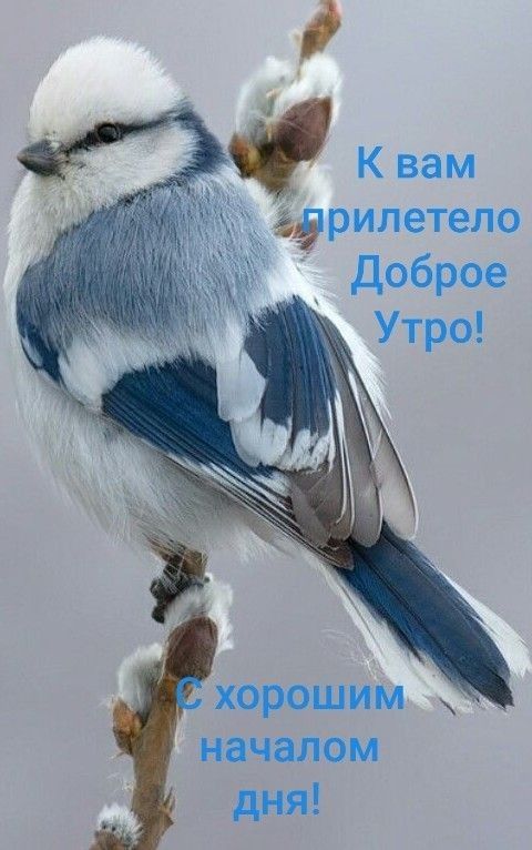 д 4 Квам дрилетело доброе