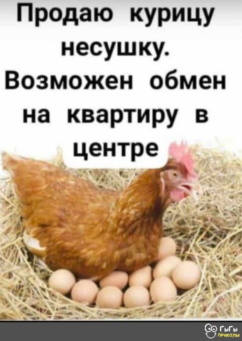 Продаю КУРИЦУ несушку Возможен обмен на квартиру в центре