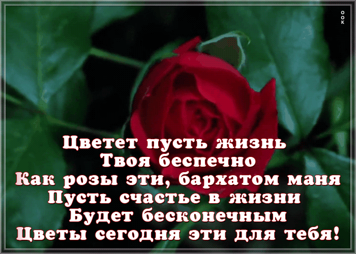 Цвете ЕЕ Битвы Тво сцепив3 Как розы эт джи маня і Пусть счастье гжизни Будет бесконечным Цреты сегодня эти для тебя