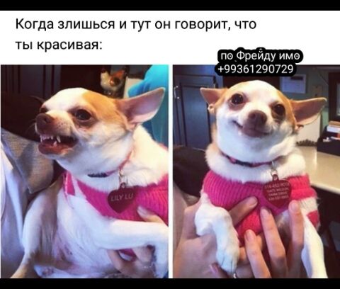 Когда зпишься и тут он говорит что ТЫ красивая по Фрейду имо 351 290729