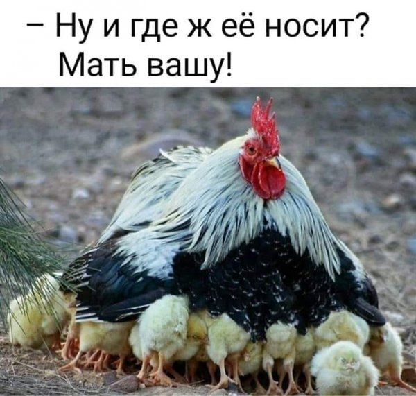 Ну и где ж её носит Мать вашу