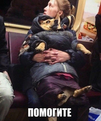 пищит