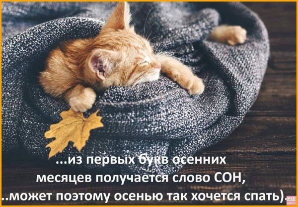 месяцев получает слово СОН может поэтому осенью так хочется спать