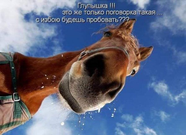 _ Гпупышка его же только поговорка акая 432