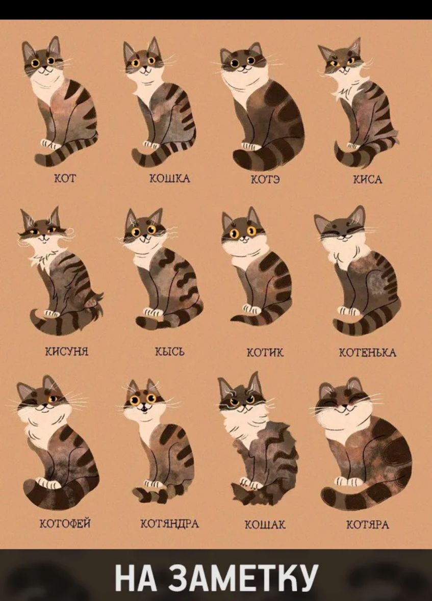 котофвй КОГЯНДРА КОШАК КОТЯРА НА ЗАМЕТКУ