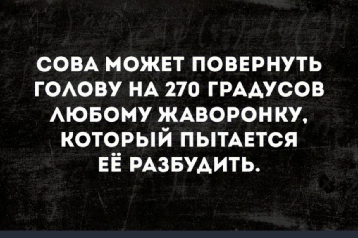 СОВА можнт повернуть гОАову НА 270 ГРААУСОВ Аювому ЖАВОРОНКУ который пытмгтся ЕЁ РАЗБУАИТЬ