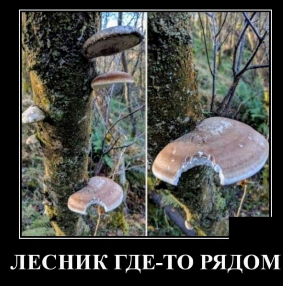 ЛЕСНИК ГДЕ ТО РЯДОМ