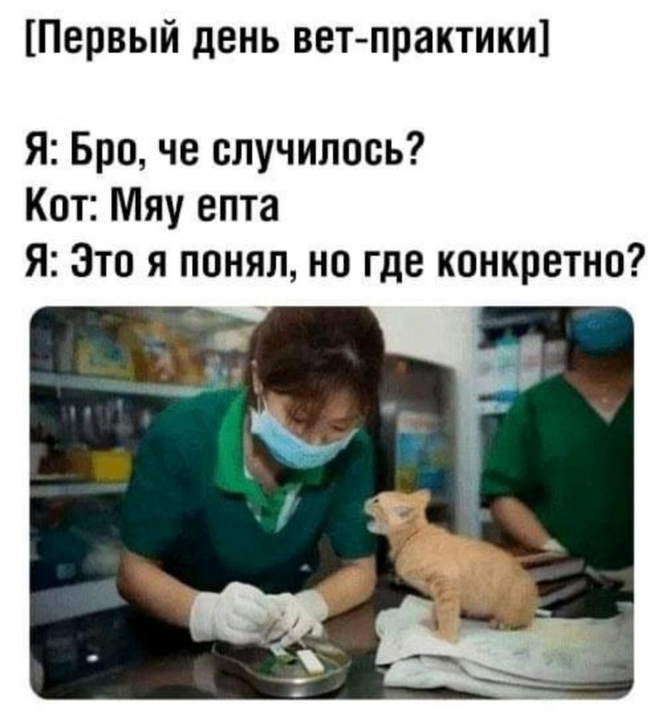 Первый день ветпрактики Я Бро че случилось Кот Мяу епта Я Это я понял но где конкретно