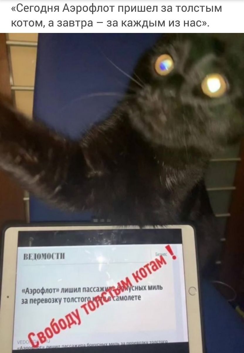 Сегодня Аэрофлот пришел за толстым котом а завтра за каждым из нас пппн ЦАэрофлот пншнп пдцлжшых миль запереишкуттктотжфд мопете 598