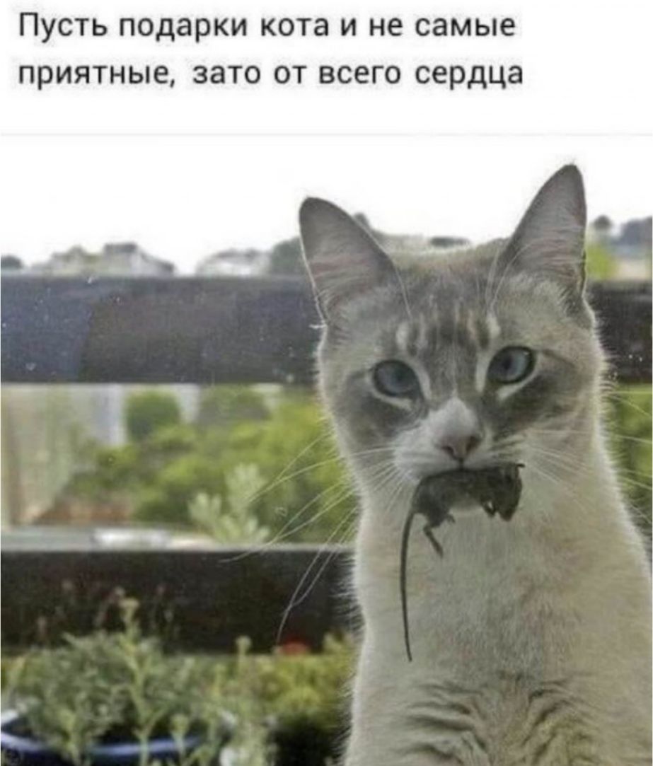 Пусть подарки кота и не самые приятные зато от всего сердца