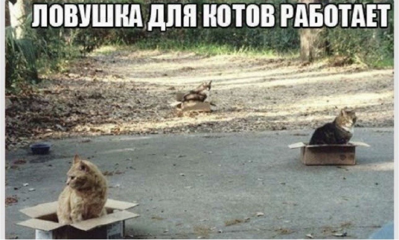 ПЦШШНАДЛЯ НВШВ РЁБВТАЦ
