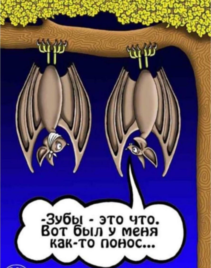 Понос анекдот. Летучая мышь прикол. Шутки про летучих мышей. Летучая мышь карикатура. Анекдот про летучую мышь и понос.