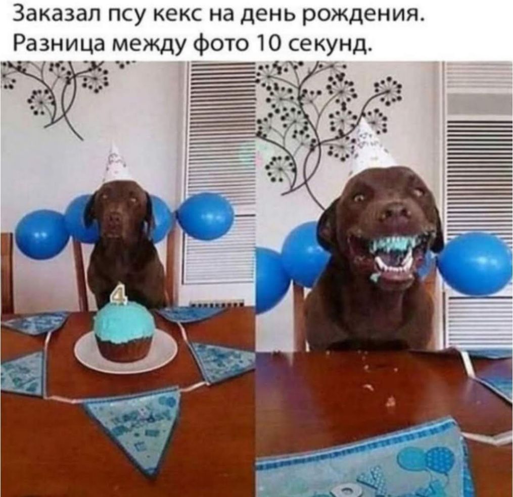 Заказал псу кекс на день рождения Разница между фото 10 секунд