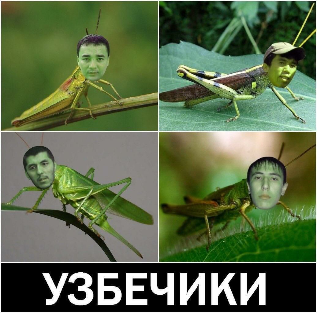 узввчИки