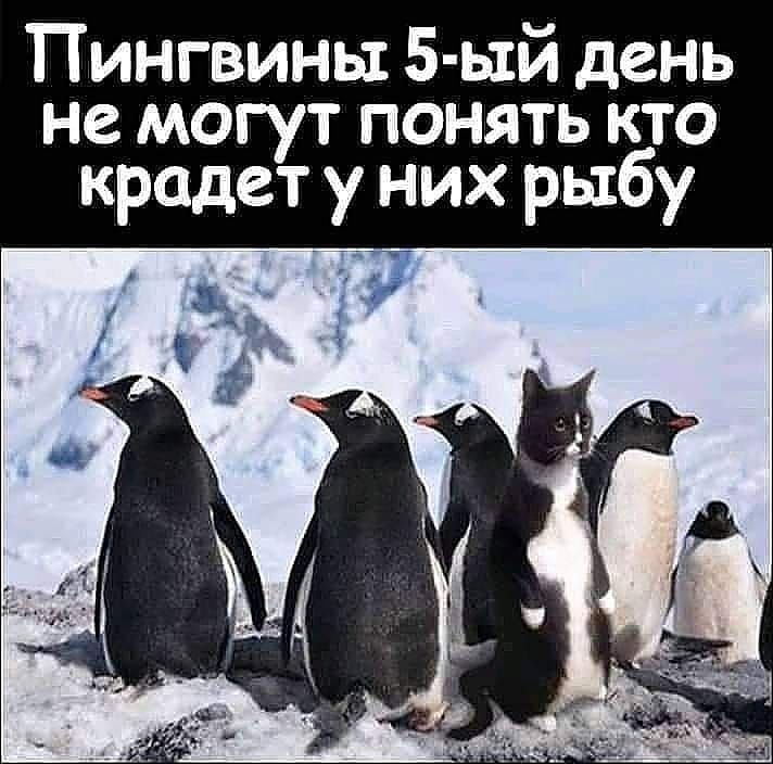 Пингвины 5 ый день не могут понять кто крадет у них рыбу