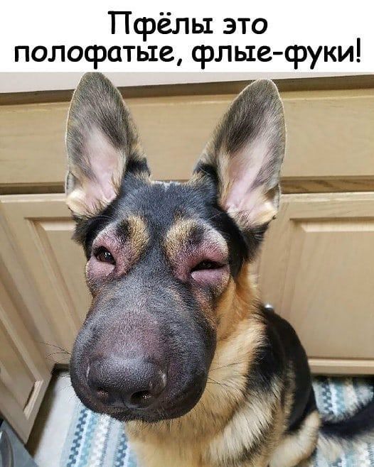 Пфёлы это полофатьхе флые сруки