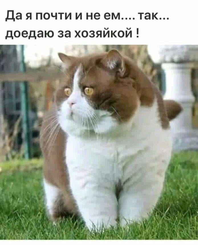 Да Я ПОЧТИ И не ем ТЭК доедаю за хозяйкой т