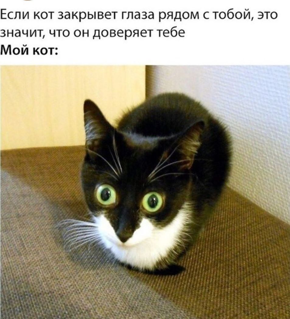 Если кот закрывет глаза рядом с тобой это значит что он доверяет тебе Мой кот