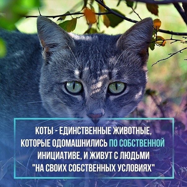 КОТЫ ЕДИНСТВЕННЬЁИИВСТНЬЁЕ КСТПРЫЕ СЛСМАШНИПИСЬ ПС СОБСТВЕННОЙ ИНИЦИАТИВЕ И ЖИВУТ С ЛЮДЬМИ НА СВОИХ СОБСТВЕННЫХ УСЛПВИНХ 5іут иіх