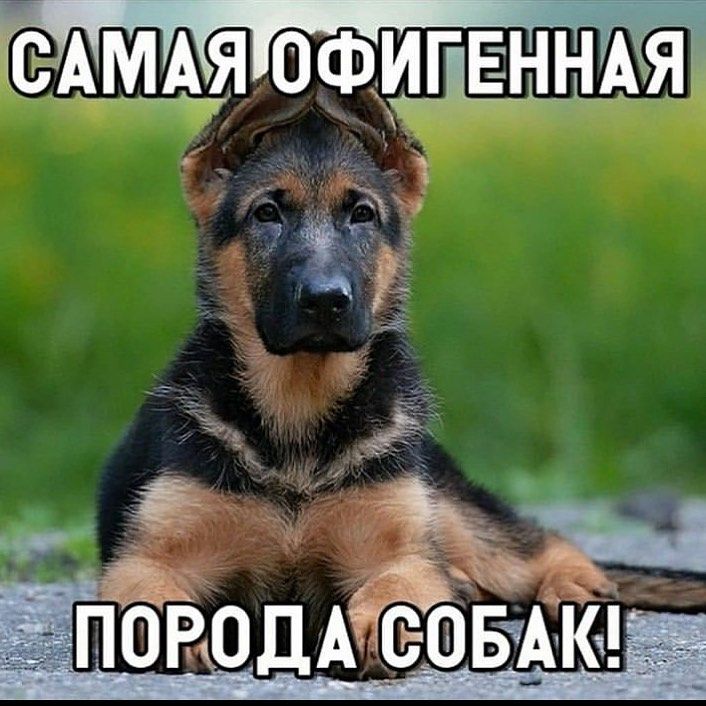 ФШШЫАЯ