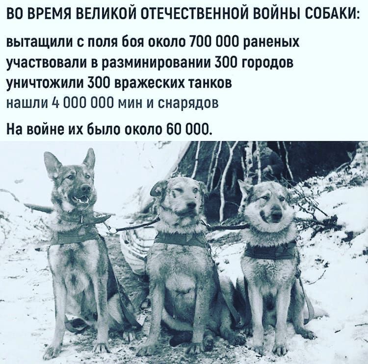 ВО ВРЕМЯ ВЕЛИКОЙ ОТЕЧЕСТВЕННОЙ ВОЙНЫ СОБАКИ вытащили поля боя около 700 000 раненых участвовали в разминироваиии 300 городов уничтожили 300 вражеских танков нашли 4 000 100 мин и снарядов На войне их было около 0 000