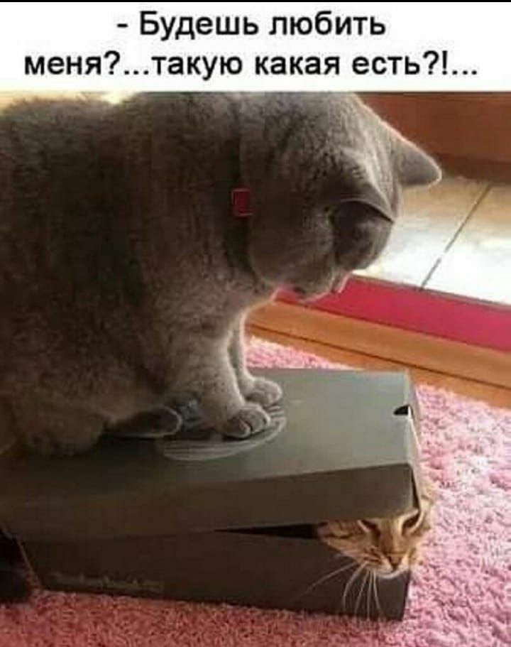 Будешь любить менятакую какая есть