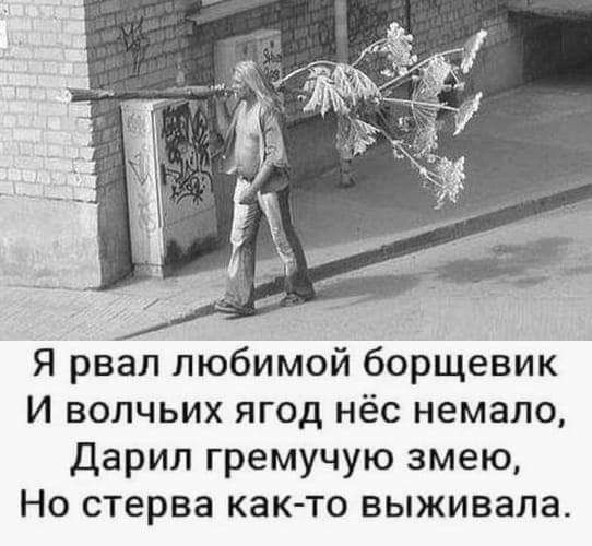 Я рвал любимой борщевик И волчьих ягод нёс немало Дарил гремучую змею Но стерва как то выживала