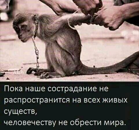 ПОКЭ наше сострадание не распространится на ВСЕХ ЖИВЫХ существ человечеству не обрести мира