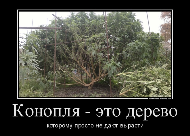 за Конопля это дерево КОТОРОМУ ПРОСТО не ДЗЮТ вырасти
