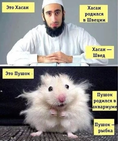 Это Хасан Г Хакан родился в Швеции Хасан _ г Швед Пушок родился в