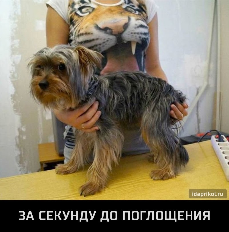 магпшітц ЗА СЕКУНДУ ДО ПОГЛОЩЕНИЯ