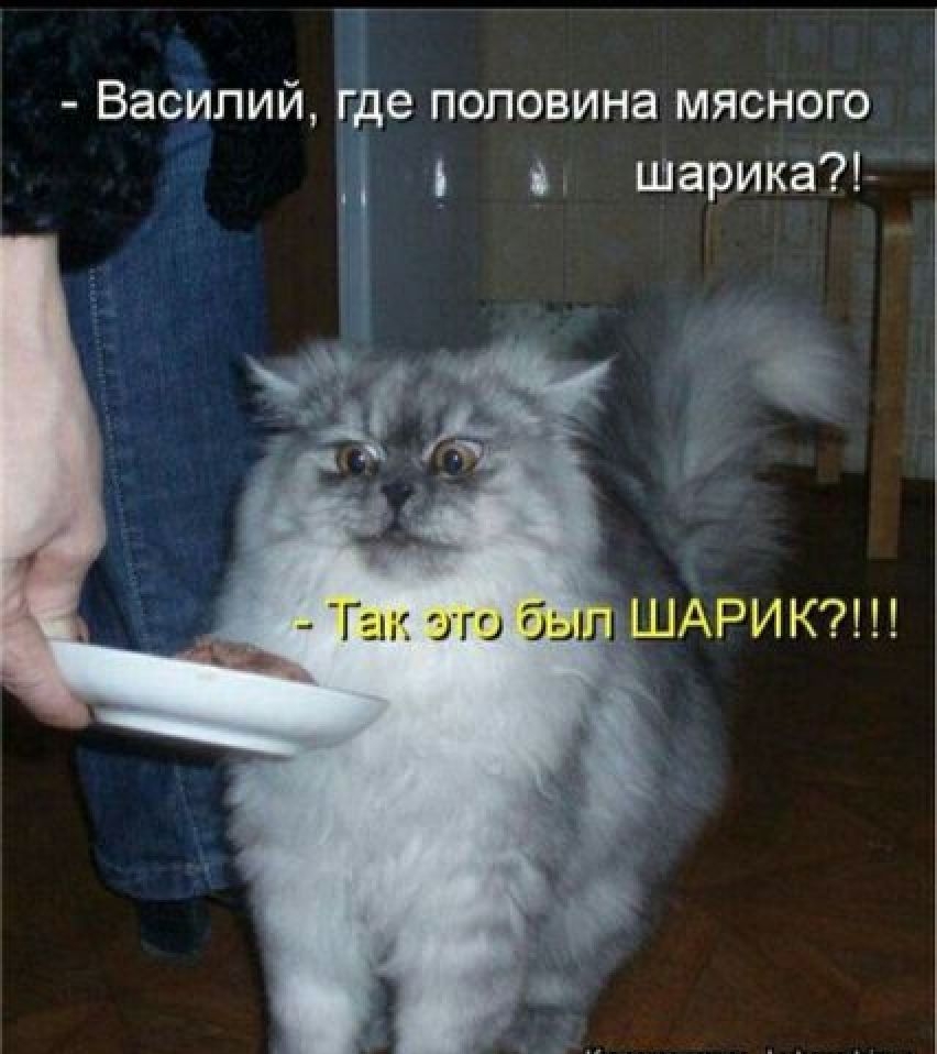 Василий где половина мясного шарика