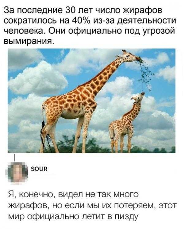 За последние 30 лет число жирафов сократилось на 40 из за деятельности человека Они официально под угрозой вымирания П Я конечно видел не так много жирафов но если мы их потеряем этот мир официально летит в пизду