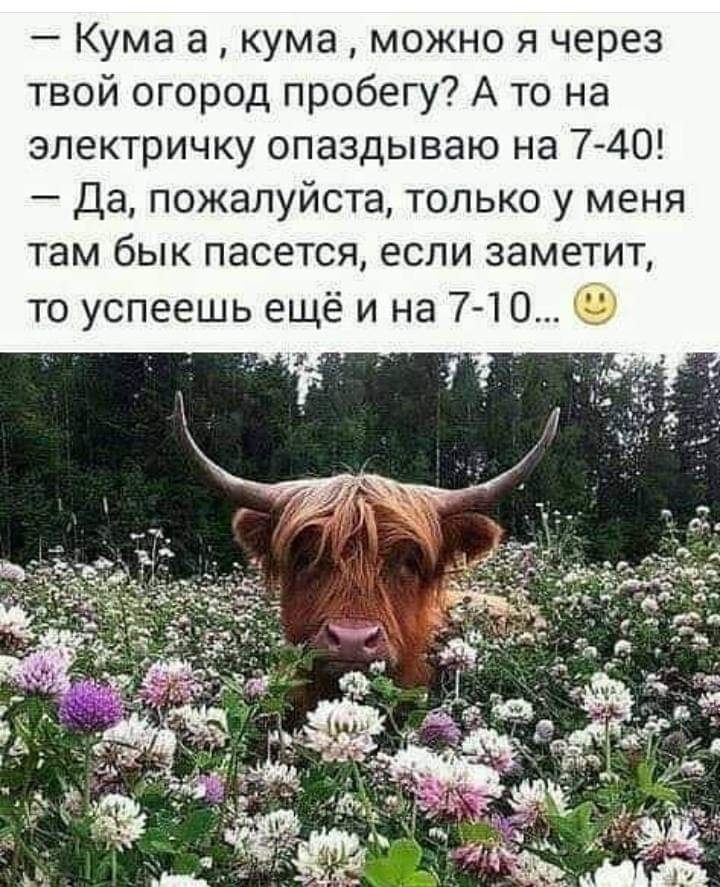 Кума а кума можно я через твой огород пробегу А то на электричку опаздываю на 740 Да пожалуйста только у меня там бык пасется если заметит то успеешь ещё и на 7 10