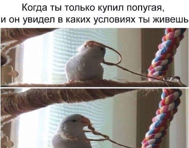 Когда ТЫ ТОЛЬКО КУПИЛ ПОПУГЭЯ И он увидел В каких УСЛОВИЯХ ТЫ ЖИВЭШЬ