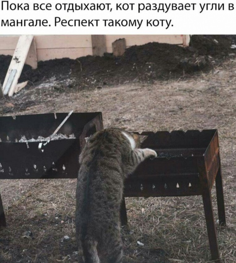 Пока все отдыхают кот раздувает угли в мангале Респект такому коту