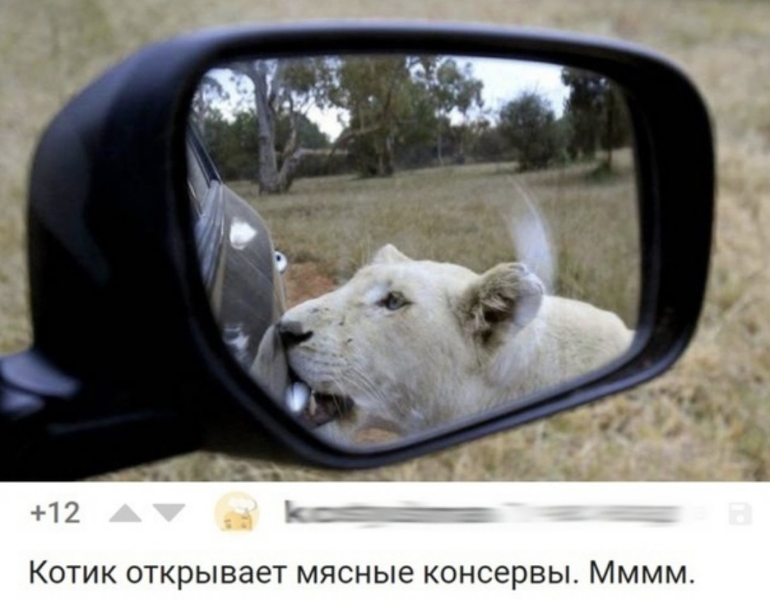 Котик открывает мясные консервы Мммм